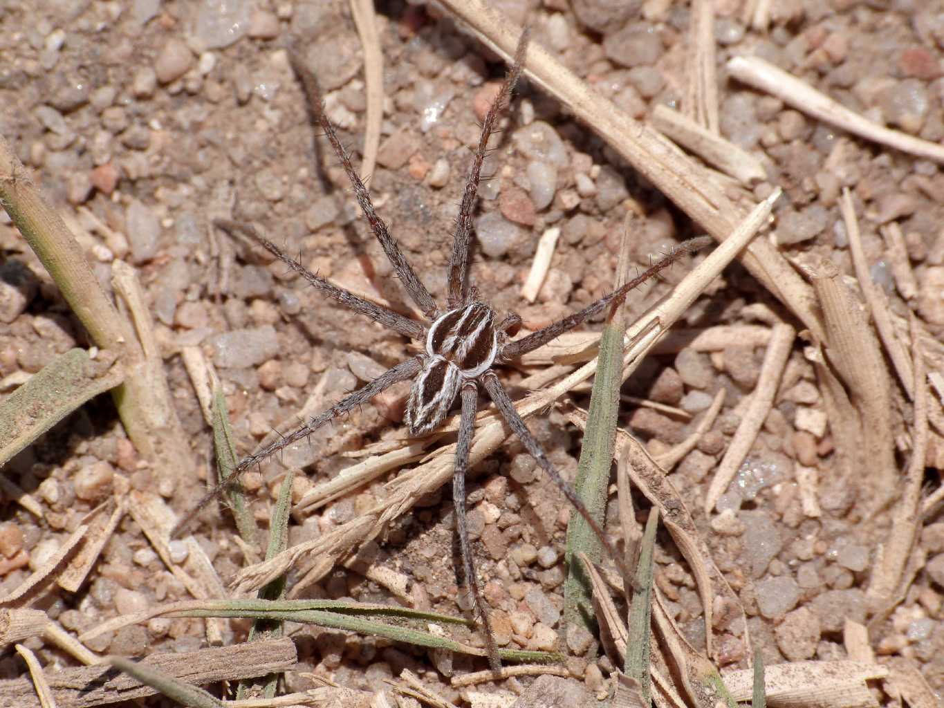 Maschio di Thanatus sp. - S. Teresa G. (OT)